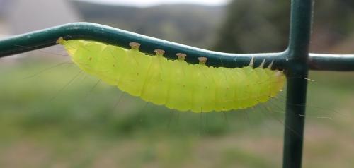 Réf. 330 939 : Craniophora ligustri